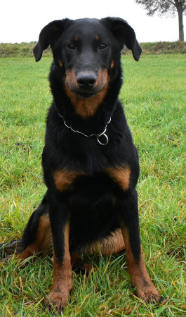 Darling SaNiVeGe