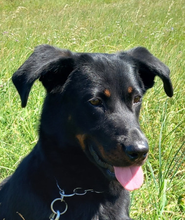 Negra l´Ami Noir z Husovy tvrze (Neri)